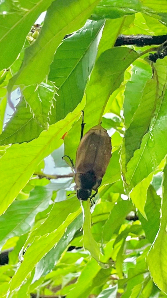 クヌギの木の葉の裏にいたのですが、何と言う虫でしょうか？鹿児島県です。(※画像は明るさなどを加工しています)