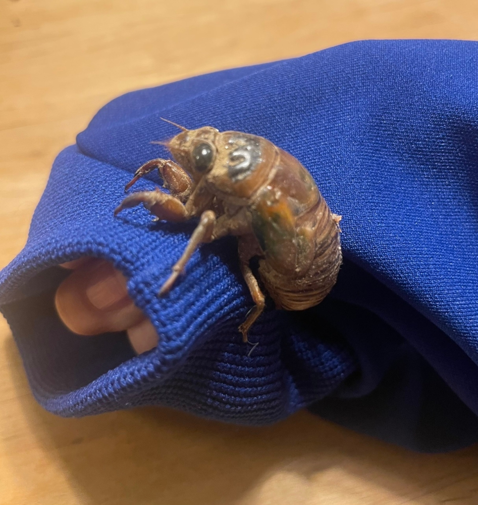 これは何のセミですか クマゼミの幼虫です Yahoo 知恵袋