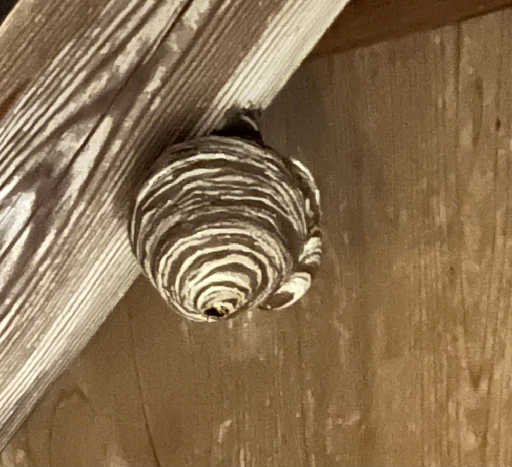 この巣は何の巣ですか⁇ 軒下にあります。