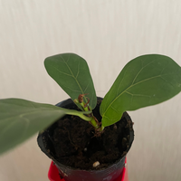 100均の土からコバエ 部屋の中で長年育てている観葉植物の Yahoo 知恵袋