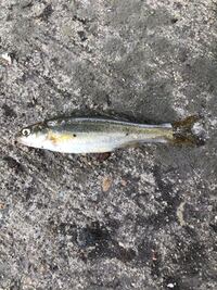 この魚は何でしょうか 東北地方の川の中流で釣れました 大きさは Yahoo 知恵袋