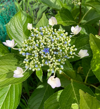 この紫陽花の品種名を教えてください ガクアジサイですが葉に斑は入っ Yahoo 知恵袋