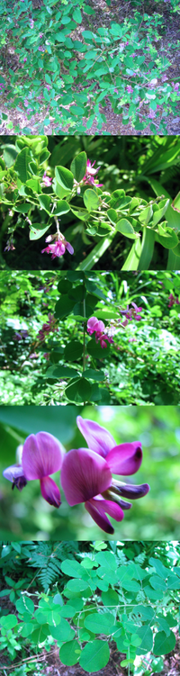 ７月の低山にあった植物です マメ科のような葉をしています 紫の花です 何 Yahoo 知恵袋