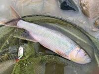 マンデーフットボールのbgmで選手紹介のときに流れる短いトランペット 音の Yahoo 知恵袋