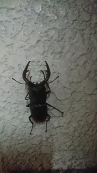 毎年カブトムシ クワガタが飛来してきます 今年初のクワガタが大きかったの Yahoo 知恵袋