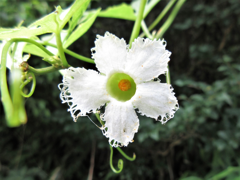 昨日 福岡県背振山系で取りました この植物の名前をご教示ください Yahoo 知恵袋