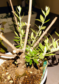 オリーブの木を枯らしてしまい 枝を切って育てていたらめでたく新 Yahoo 知恵袋