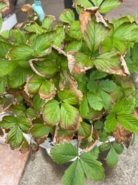 苺 ワイルドストロベリー の種の採り方について 今 花が咲いて 少 Yahoo 知恵袋