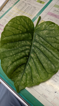 室内においてる ウンベラータなんですが 病気ですかね 害虫からくる Yahoo 知恵袋