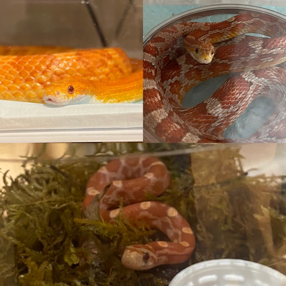 ハッチしたコーンスネークについて 何度も質問させて頂いている者 Yahoo 知恵袋