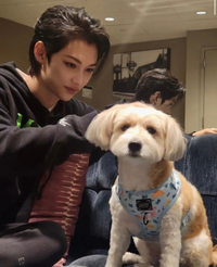 スキズのインスタで投稿されたこの犬ってメンバーの誰かが飼ってる Yahoo 知恵袋