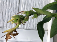カンナの花が咲いた後 丸い物ができています これは 何ですか Yahoo 知恵袋
