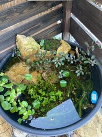 睡蓮を育てている鉢で一緒にメダカを飼いたいのですが 野良猫がいま Yahoo 知恵袋