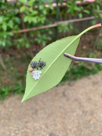 レッドロビンに生まれた卵カメムシでしょうか レッドロビンのイラガ幼虫を退 Yahoo 知恵袋