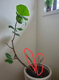 画像の観葉植物について質問です 半年ほど前にカイガラムシ Yahoo 知恵袋