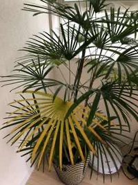 シュロチクの葉が黄色くなりました まだ買ったばかりなのですが 対処方法を Yahoo 知恵袋