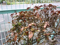フェンス沿いにたくさん植えてある山茶花のうち 一本だけ 写真のように枯れ Yahoo 知恵袋