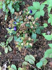 この花の種類が知りたいです 有識者の方お願いします Yahoo 知恵袋