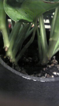 マドカズラの根が土の上で生えてきました 植え替えするべきでしょ Yahoo 知恵袋