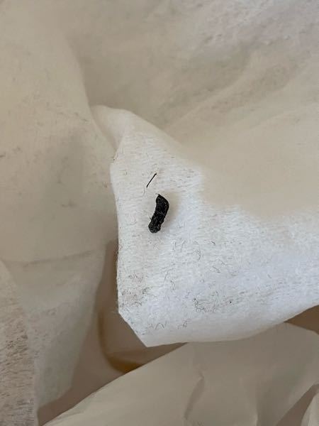 こちらはねずみの糞でしようか それとも糸くずか何かでしょうか Yahoo 知恵袋