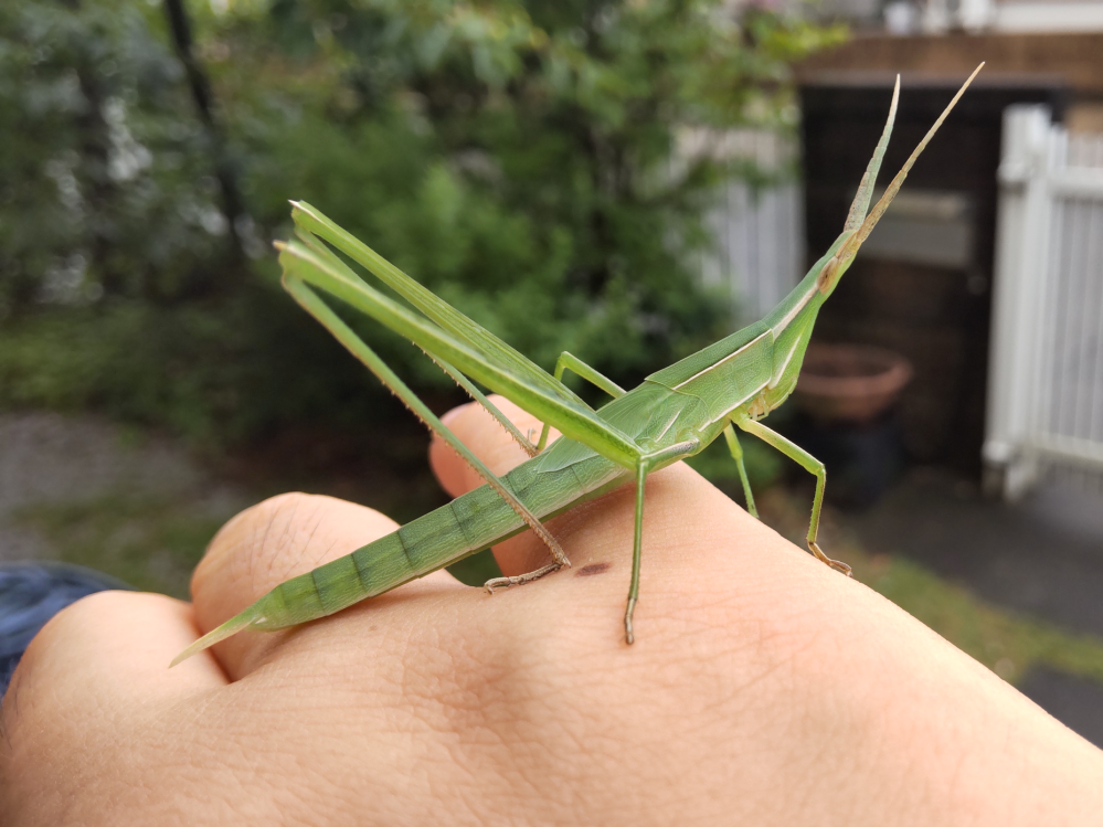 なんというバッタですか 手の甲に乗っています ショウリョウ Yahoo 知恵袋