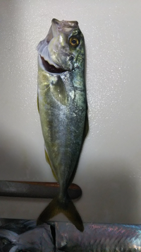 釣りに行ったのですが この魚の名前は何ですか 鰤の幼魚に Yahoo 知恵袋
