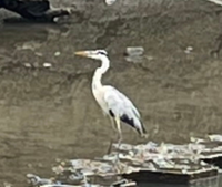 なんの鳥ですか サギ アオサギです サギ類の仲間で大型の Yahoo 知恵袋