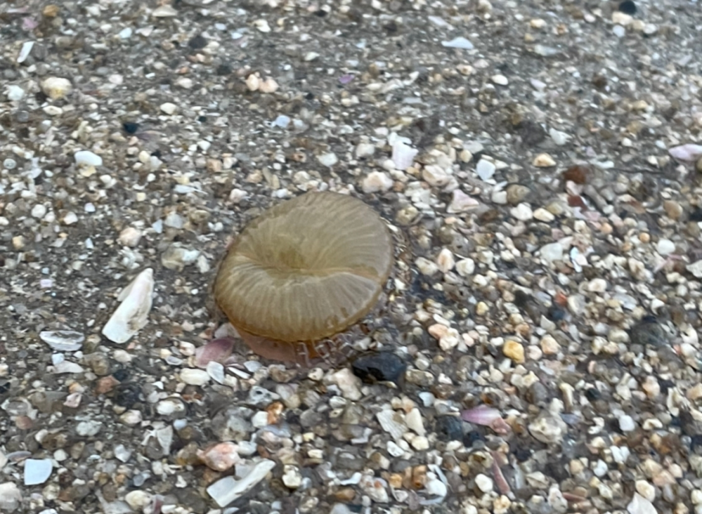 エヴァンゲリオンについての質問です 北極にいたのがアダム アダムの魂は Yahoo 知恵袋