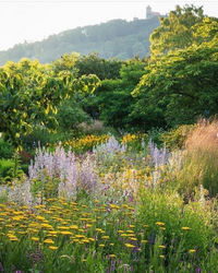 千両 黄実の千両 の挿し木について質問します 前回 3月頃に は鉢 Yahoo 知恵袋