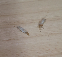 これって何の虫の卵or卵鞘でしょうか 約1年ぶりぐらいに猫の寝 Yahoo 知恵袋