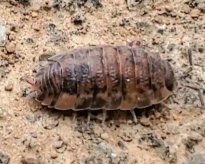 変わった色のダンゴムシがいました グレーじゃない これはなんて Yahoo 知恵袋