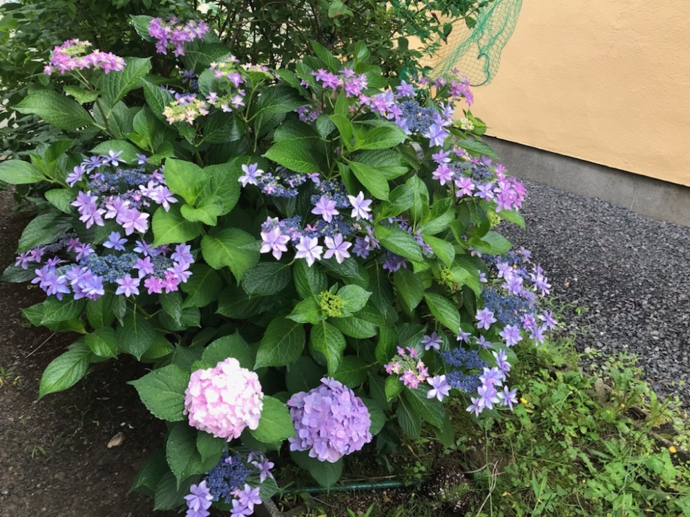 同じ株に複数の違う種類の紫陽花って咲くことがある？ - 有り得る話