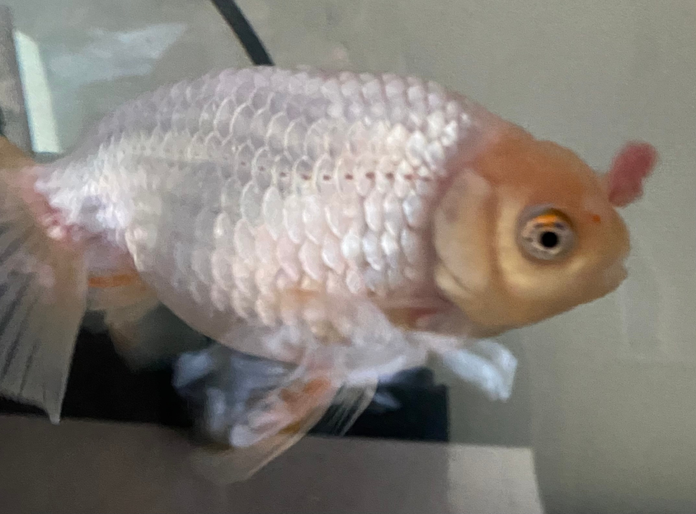 らんちゅうの片側の鼻の部分が赤くなっていて腫れています このよ Yahoo 知恵袋