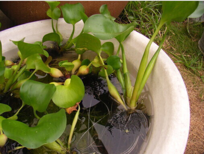 ホテイアオイの茎が長いのですが 原因と改善方法わかる方いますで Yahoo 知恵袋