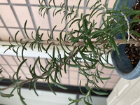 我が家のローズマリーについて質問です 葉っぱは緑色なんですが 枝の部分や Yahoo 知恵袋