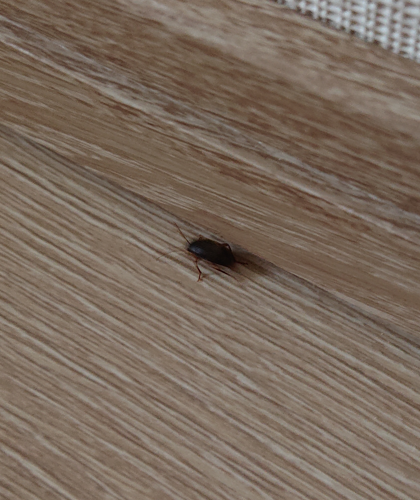 これ なんという虫ですか 寝室の壁際を画像の虫が歩いていました 色は黒で Yahoo 知恵袋