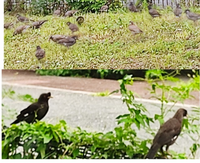 この鳥の種類を教えて下さい もしかしたら別の種類なのかもしれませんが 同 Yahoo 知恵袋