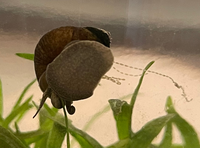 ヒメタニシからニョロニョロと粘膜のようなものが出ています これはなんです Yahoo 知恵袋