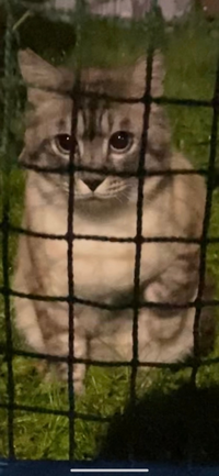 この 野良猫の種類はなんですか 明らかに シャムの雑種で Yahoo 知恵袋