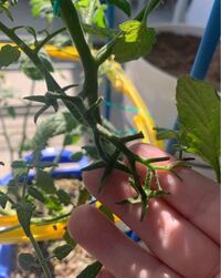 ミニトマトの実が成っていた場所 写真参照 はもう必要ないので剪定してもい Yahoo 知恵袋