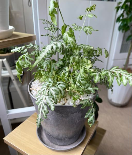 クリスマスローズの葉がかなり茂っています 地植えで６株ほど植えて Yahoo 知恵袋