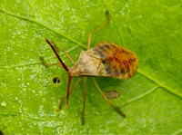 このカメムシについて教えてください アカヒメヘリカメムシの生態につい Yahoo 知恵袋