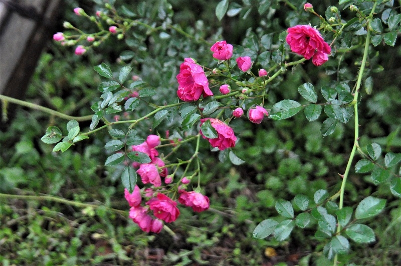 この花の名前を教えてください ノイバラかな Yahoo 知恵袋