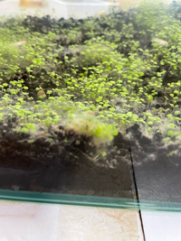 こんにちは アクアリウム初心者です ソイルに種から水草を Yahoo 知恵袋