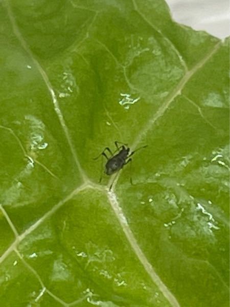 虫に詳しい人、教えてください。 お弁当の葉っぱにこのような虫がついてました。 これは何の虫でしょうか？
