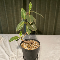 フィカスルビーの元気がなくなってしまいました いつもは 室内であま Yahoo 知恵袋