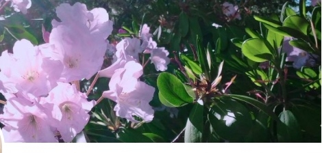 ５月の低山にあった植物です 花は白いのかピンクなのかよく分かりません Yahoo 知恵袋