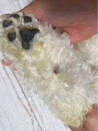 犬のこの黒い タンコブみたいなのは なんですか 両足にあるのですが Yahoo 知恵袋