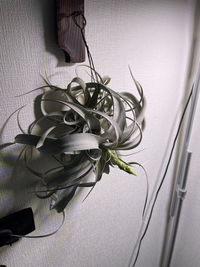 チランジアエアプランツについて家のキセログラフィカが花芽を出していますが Yahoo 知恵袋