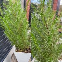 花弁が1枚1枚繋がっていなくても重なっていたら合弁花類なんですか ひ Yahoo 知恵袋